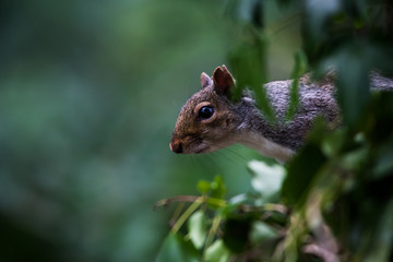 Eastern Gray Squirrel in her environment. Her Latin name is Sciurus carolinensis.