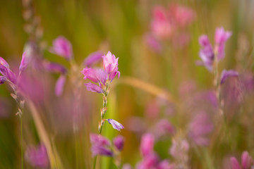Pink flowers