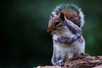 Eastern Gray Squirrel in her environment. Her Latin name is Sciurus carolinensis.