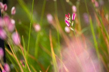 Pink flowers