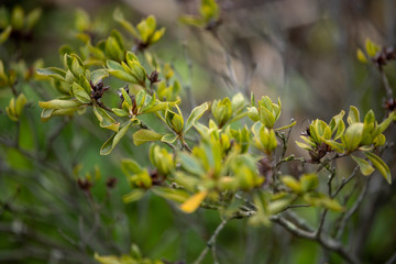 leafs