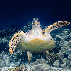 Obraz premium green sea turtle swimming