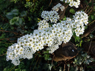 Braut-Spiere, Brautsp (Spiraea arguta) , Blütenstand im Frühling