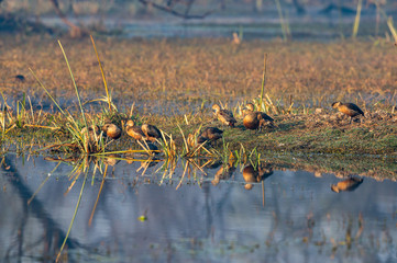 lesser whistling duck or Dendrocygna javanica flock with reflection in water in keoladeo national park or bharatpur bird sanctuary, rajasthan, india