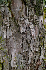 tree bark texture rough
