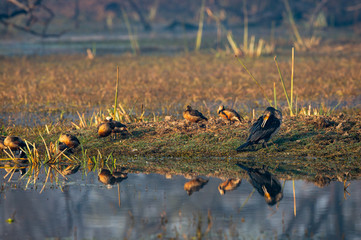 preening behavior great cormorant or large black cormorant with water reflection in winter morning sunlight at keoladeo national park or bhartpur bird sanctuary, rajasthan, india - Phalacrocorax carbo