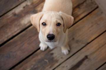 A little pupply standing on the deck looking up