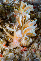nudibranch
