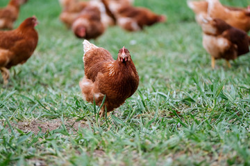 A chicken standing on grassland looking into the camera.