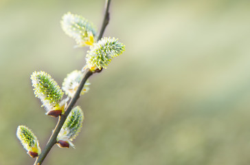 Willow blossom branch. Spring in the garden