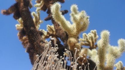 Joshua tree 