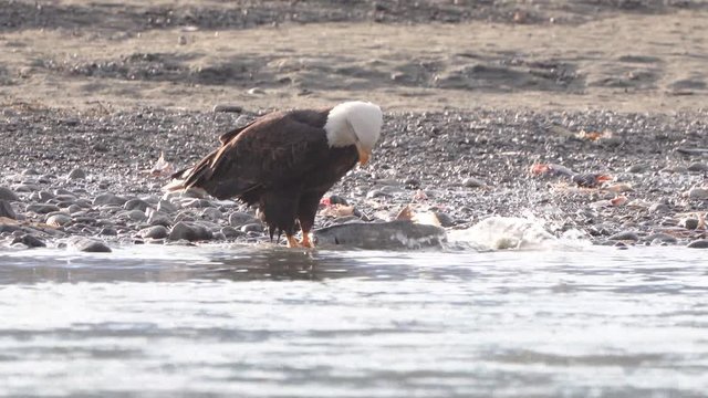 Bald Eagle Attacks Salmon Claims Victory