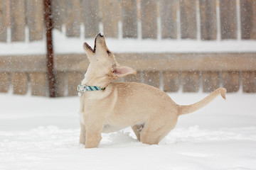 A young dog playing in the snow