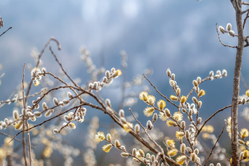 spring blooming beautiful willow branch closeup