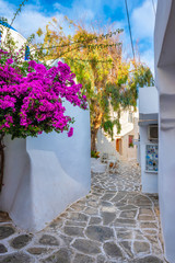 Picturesque narrow street with traditional whitewashed houses with blooming bougainvillea flowers of Naousa town in famous tourist attraction Paros island, Greece