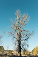lonely tree on the hill