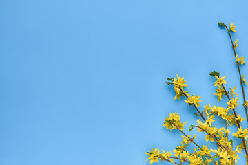 branches of blooming forsythia suspensa on a blue background, flat lay. Abstract floral background with place for text.