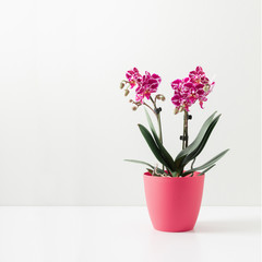 Fototapeta na wymiar Home interior floral decor. Pink orchid in flower pot on white background