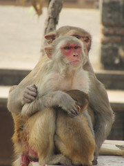 This is my first assignment for macaque money and some god photo for good start 