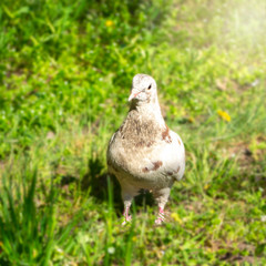 Wild white with a gray dove walks on the grass in the park.