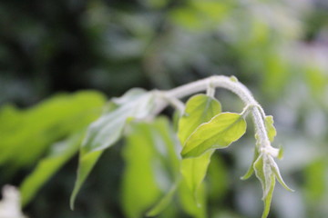 close up of a plant
