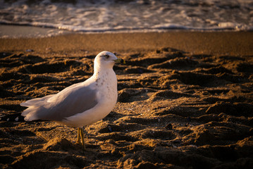 seagull on the beach