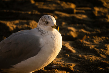 seagull on the beach
