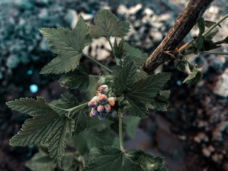 blooming black currants with large leaves