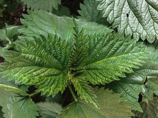 nettle with large winding leaves