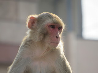 This is my first assignment for macaque money and some god photo for good start 