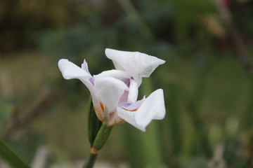white magnolia flower