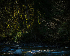 water in the forest