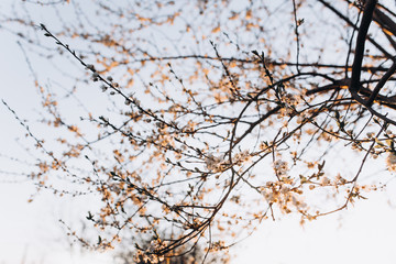 Cherry blossoms. Branches of trees with white flowers.