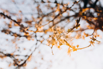 Cherry blossoms. Branches of trees with white flowers.
