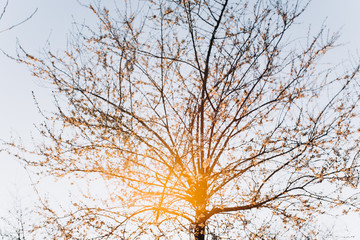 Cherry blossoms. Tree with white color.