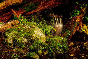 small waterfall in the forest