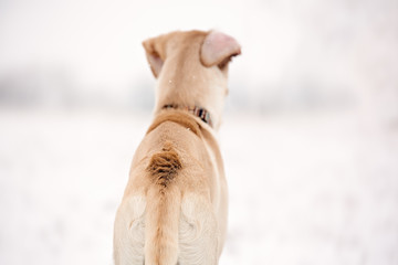 Hackles on a dog's butt