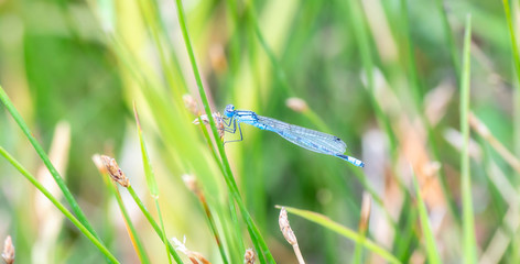 Boreal Bluet (Enallagma boreale) Damselfy Perched on a Stalk of Vegetation in Colorado