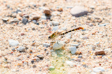 Eastern Ringtail Dragonfly (Erpetogomphus designatus) Perched on a Rock on a Gravel Ground Surface in Eastern Colorado