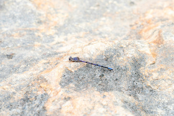 Beautiful Purple Emmas's Dancer Damselfly (Argia emma) Perched on a Rock in Northern Colorado