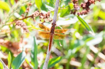 Beautiful Bright Orange Flame Skimmer Dragonfly (Libellula saturata) Perched on a Stick in Eastern Colorado