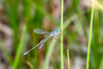 Lyre-tipped Spreadwing Damselfly (Lestes unguiculatus) Perched on Vegetation in the Mountains of Northern Colorado