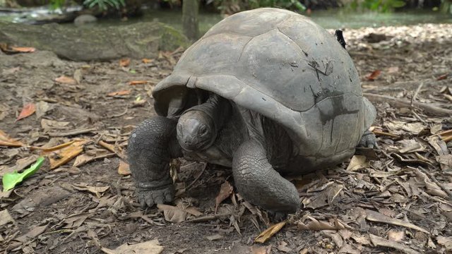 Baby giant tortoise of Seychelles