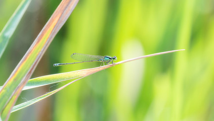Plains Forktail Damselfly (Ischnura damula) Perched on Vegetation in Northern Colorado