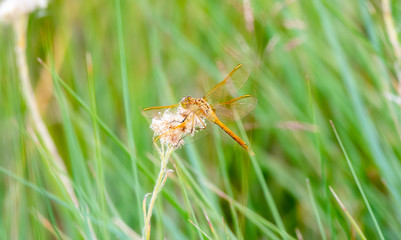 Saffron-winged Meadowhawk Dragonfly (Sympetrum costiferum) Perched on Dried Vegetation in Eastern Colorado