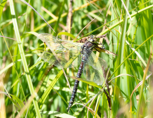 Sedge Darner Dragonfly (Aeshna juncea) Perched in Dense Vegetation in the Mountains of Northern Colorado