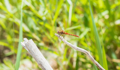 Striped Meadowhawk Dragonfly (Sympetrum pallipes) Perched on Vegetation in Northern Colorado