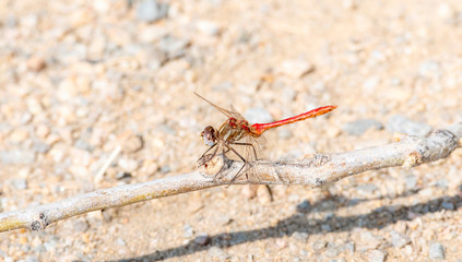 Striped Meadowhawk Dragonfly (Sympetrum pallipes) Perched on Vegetation in Northern Colorado