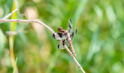 Twelve-spotted Skimmer Dragonfly (Libellula pulchella) Perched on a Branch in Northern Colorado