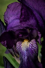 Iris - Fiore - Particolare